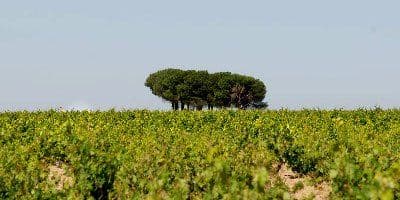 San Román Bodegas y Viñedos